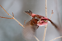 Purple Finch,(Carpodacus purpureus), Male, Spring